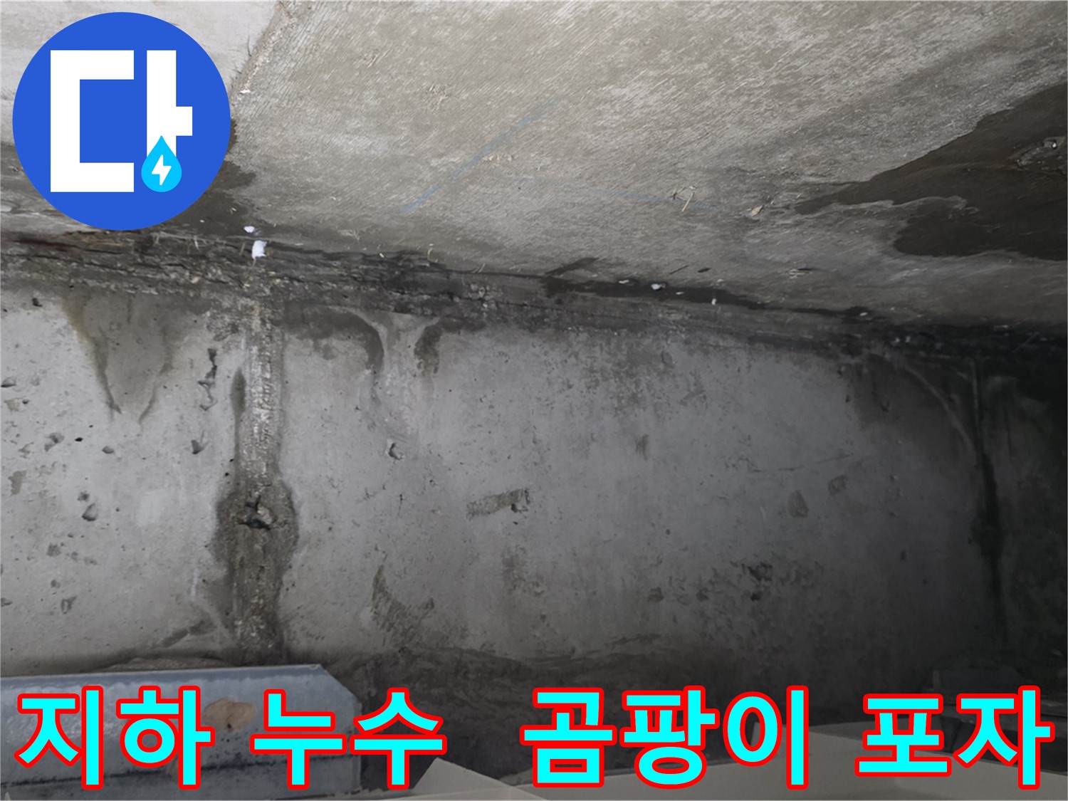 남양주 건물 지하 누수 - 곰팡이 포자