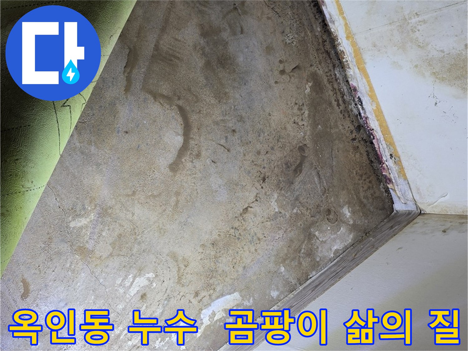 장판 밑 곰팡이 - 옥인동 완벽한 곰팡이 제거로 삶의 질 향상