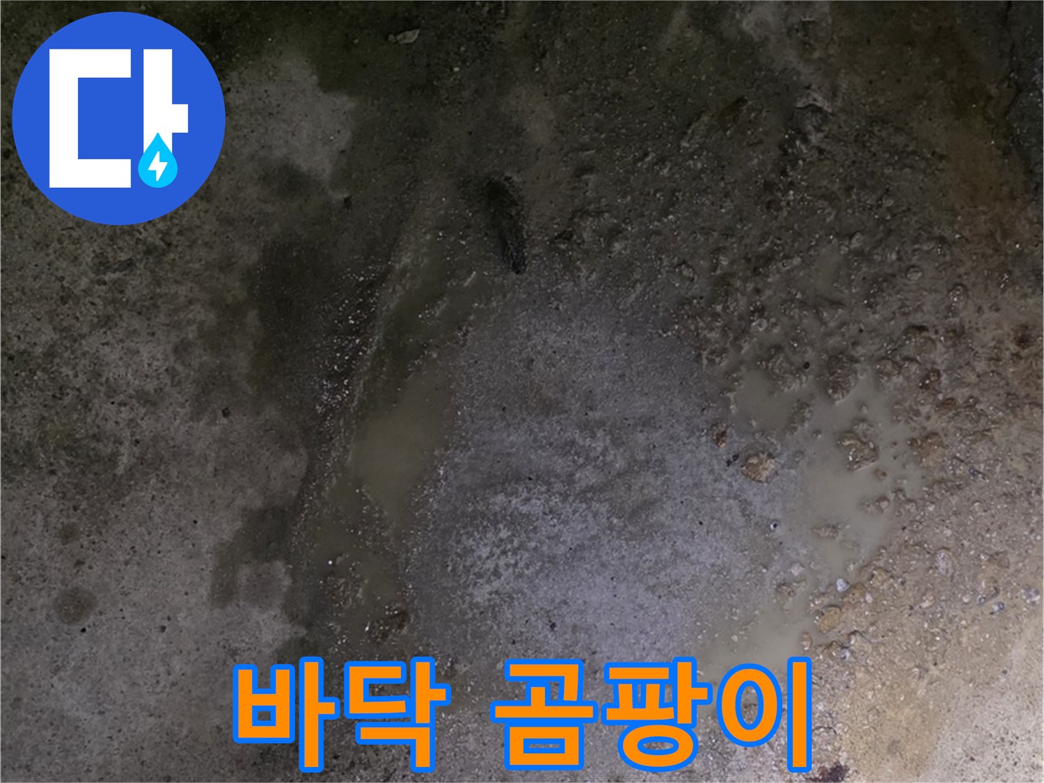 강원특별자치도 철원군 서면 와수리 누수 현장 - 바닥에 곰팡이가 핀 것은 누수 문제가 심각하다는 경고입니다.