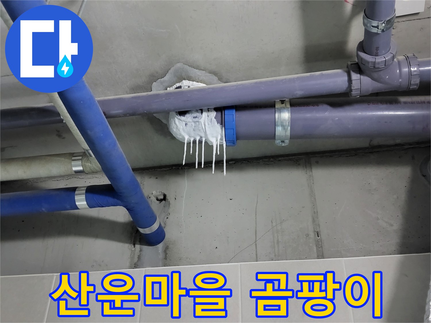 분당 산운마을 하수 누수 - 곰팡이와 습기
