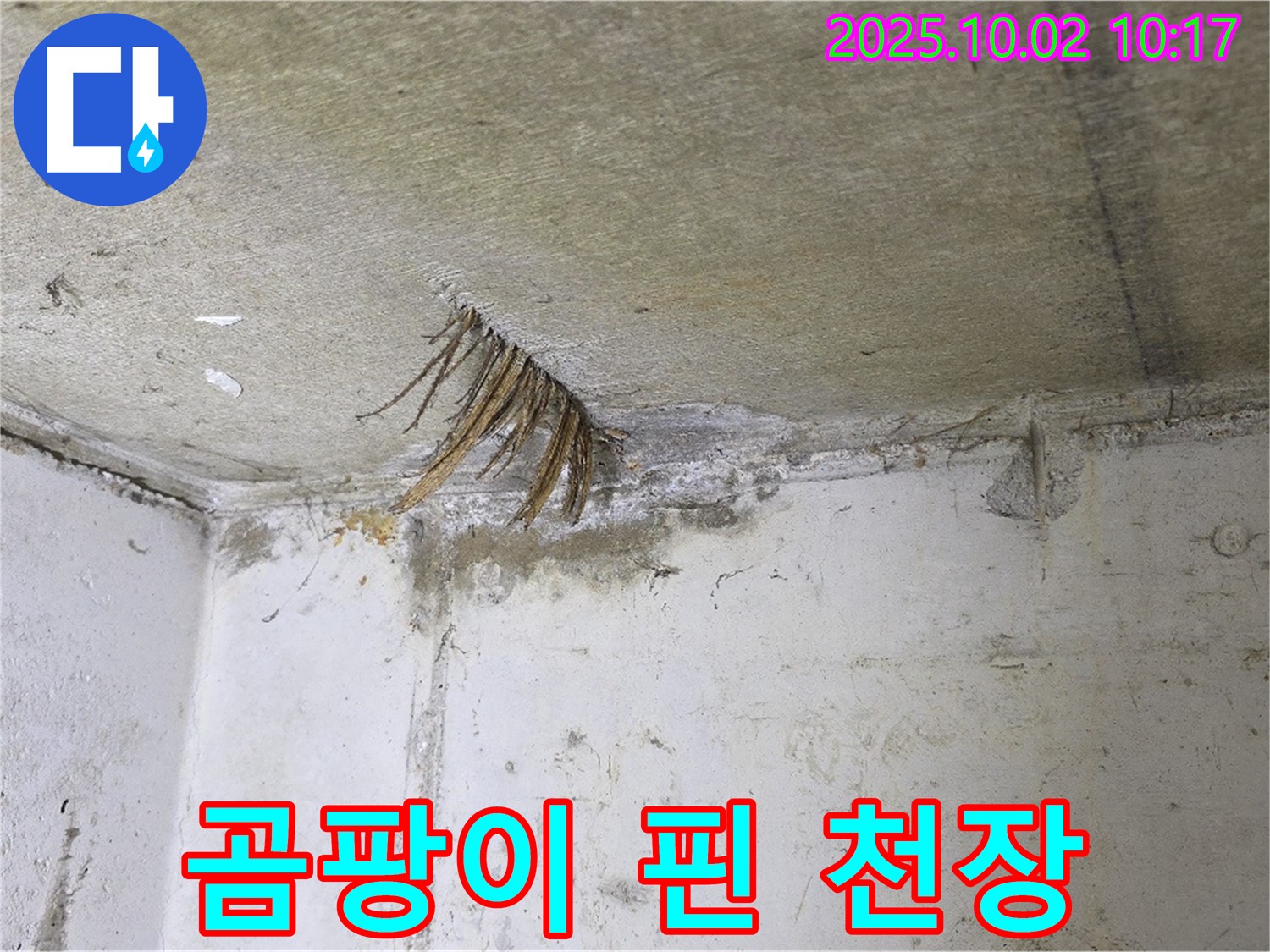 양주 신산리 천장 누수 - 곰팡이 꽃 핀 천장, 건강 적신호