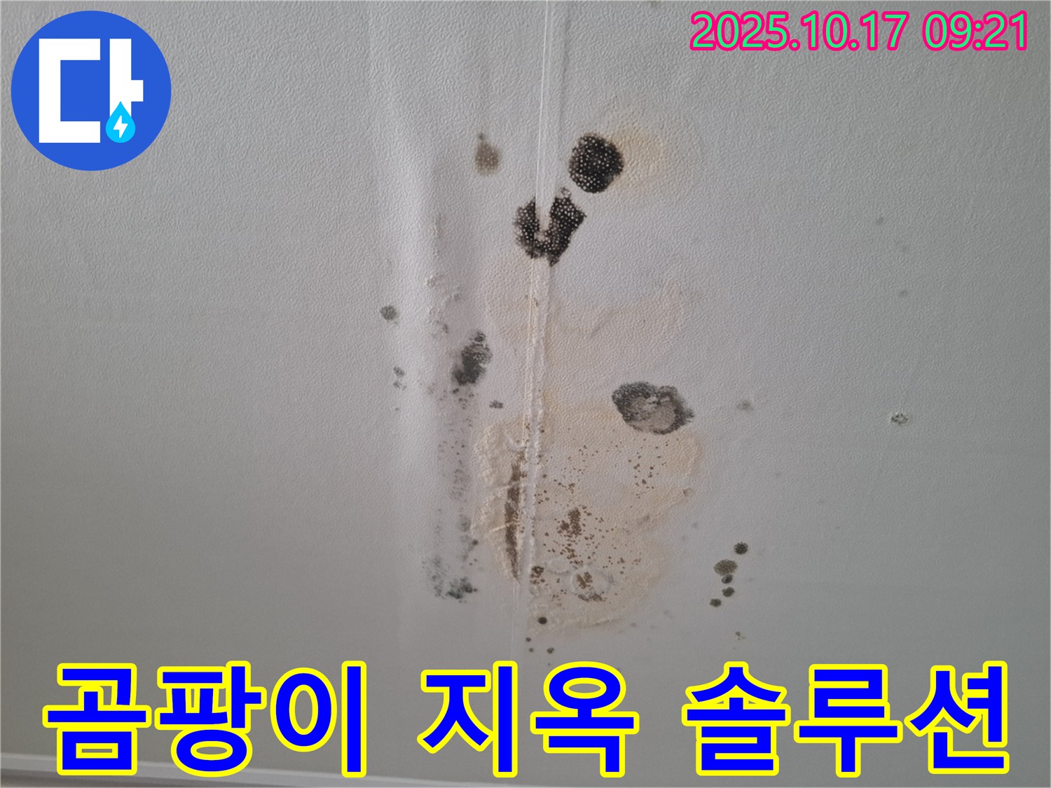 분당 삼평동 아파트 누수 - 곰팡이 지옥 탈출 - 봇들마을 2단지 긴급 솔루션 제공