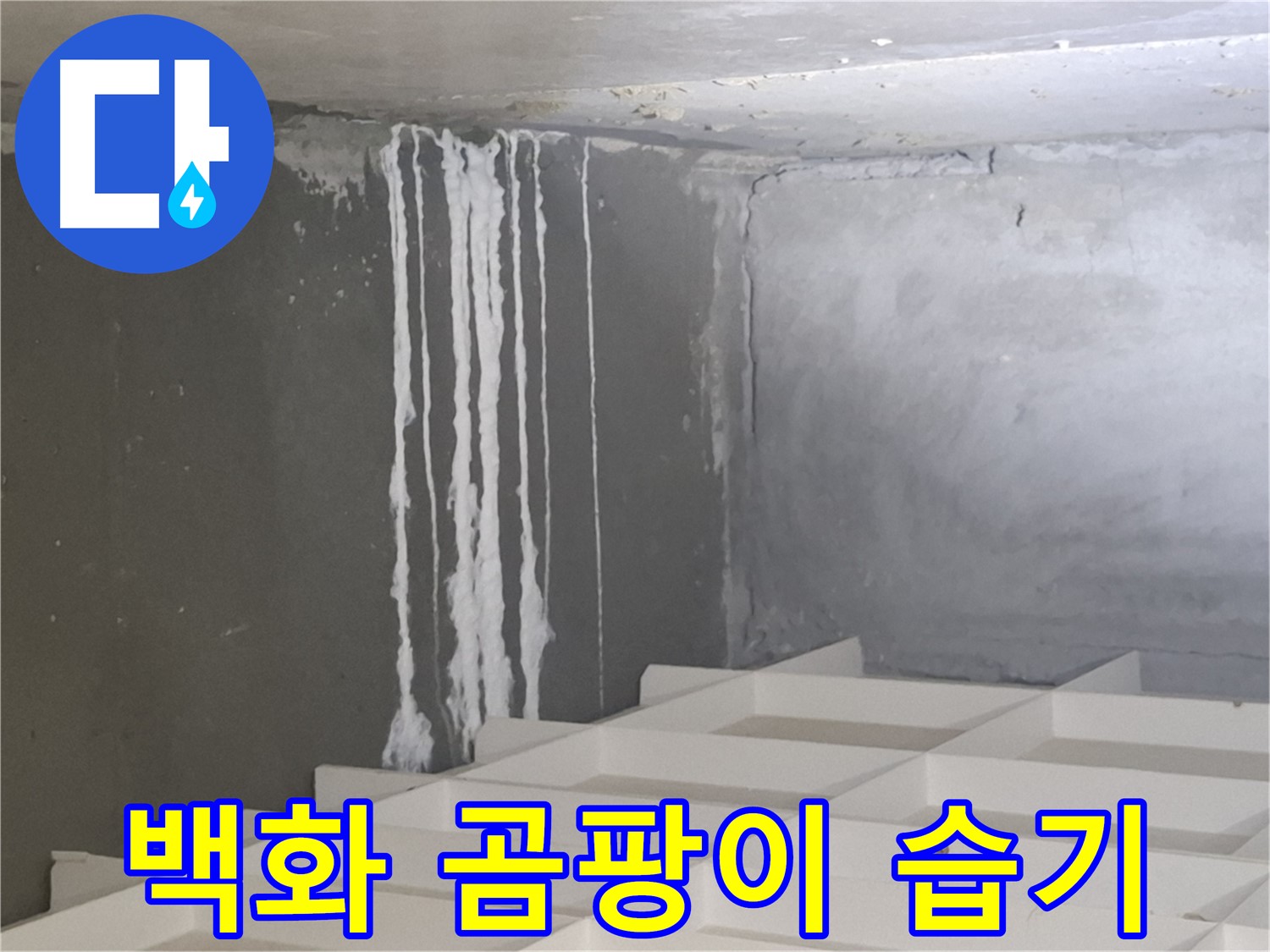 분당 삼평동 아파트 누수 - 백화 현상, 곰팡이, 습기가 함께 나타나는 복합적인 누수 문제 진단