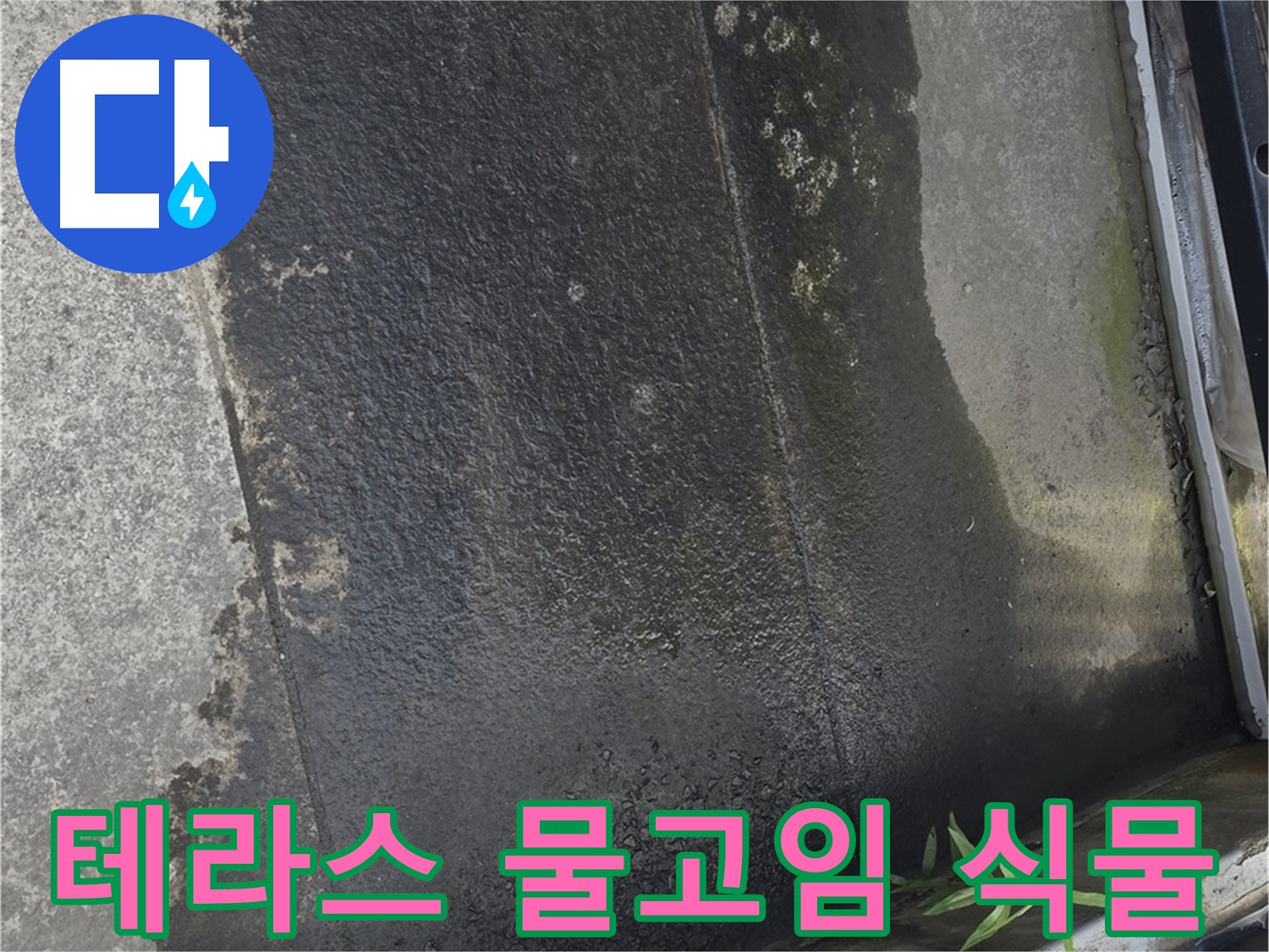 테라스 물고임과 식물 - 방수층 손상과 배수 문제