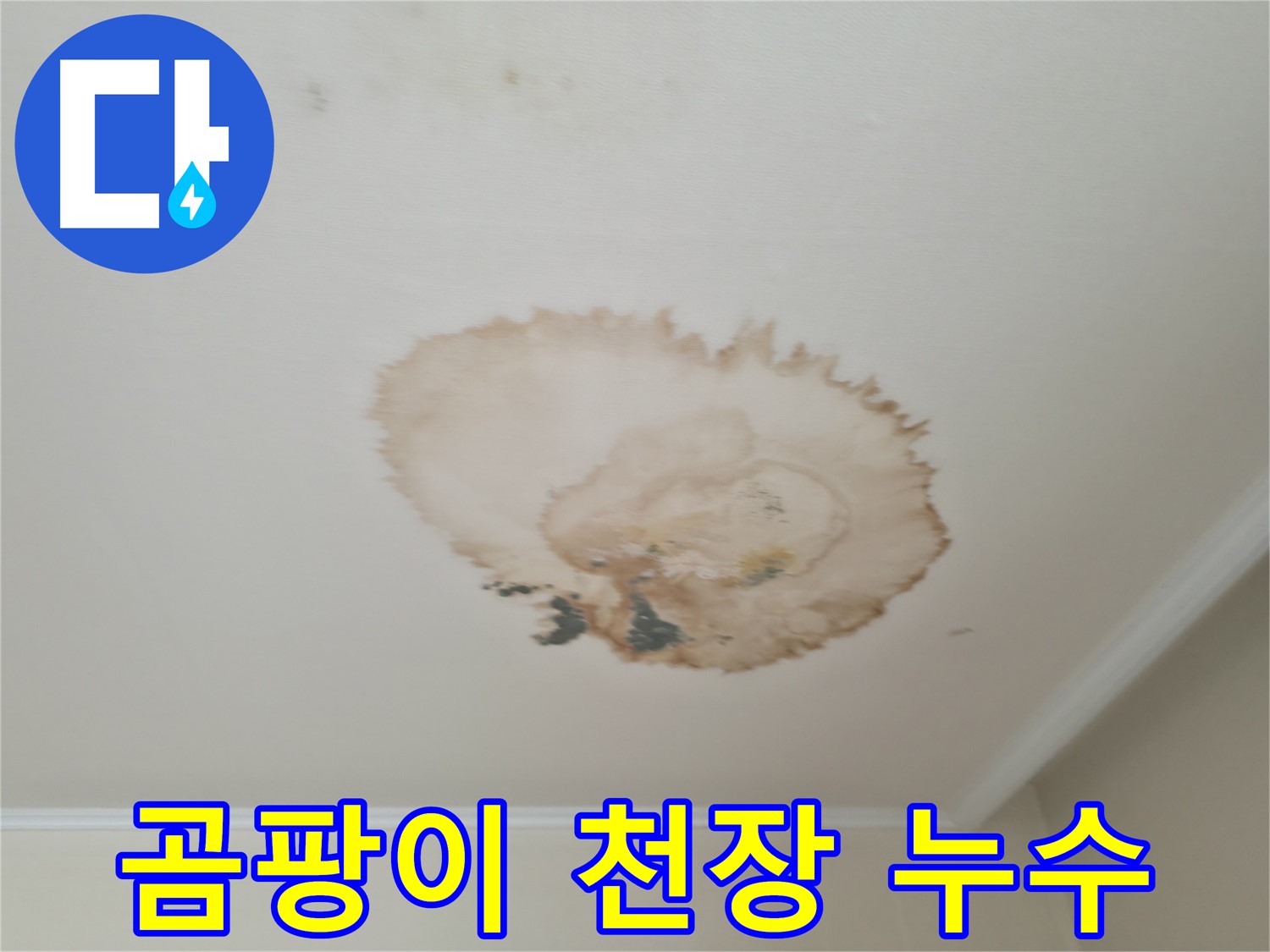 곰팡이와 함께 - 천장 누수 - 서대문구 누수, 곰팡이 제거 전문