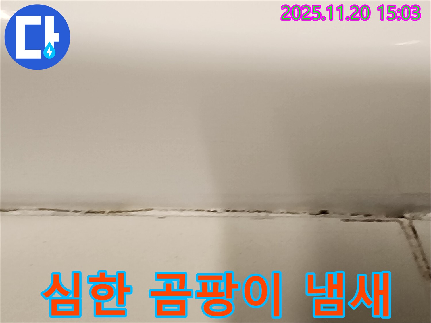 벽 타일 틈새 곰팡이 - 냄새가 너무 심해요! - 곰팡이가 심각한 상태입니다.