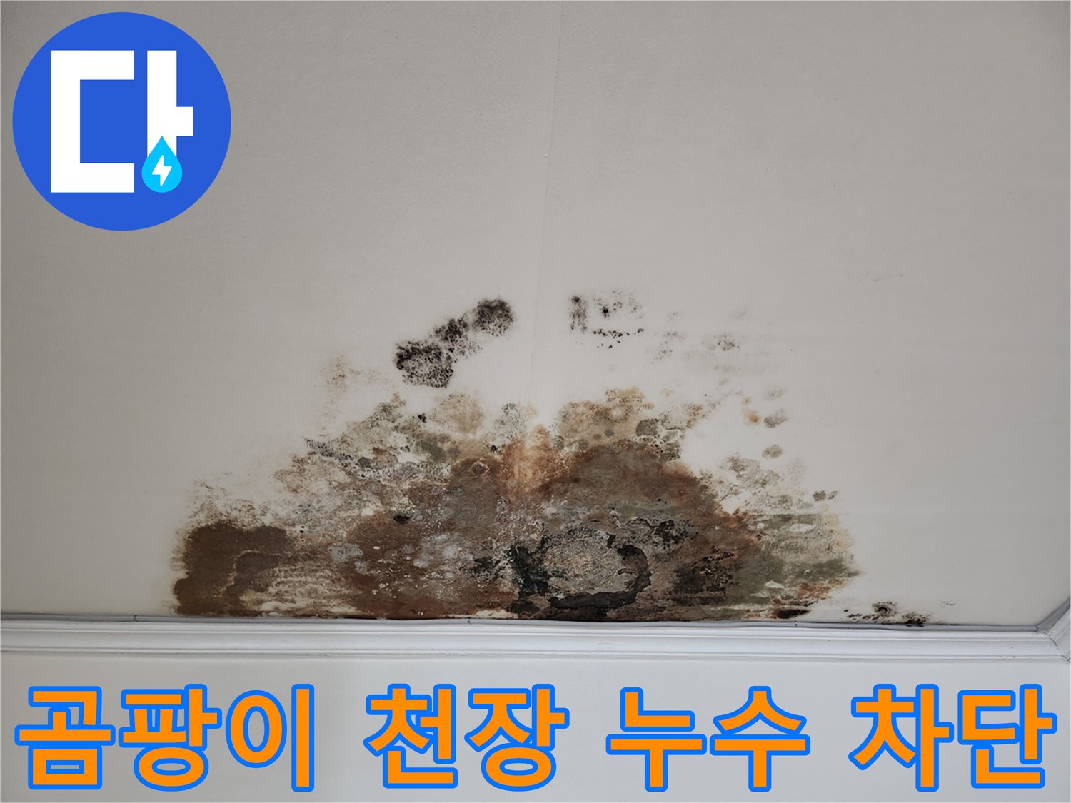 마포구 용강동 곰팡이 천장 누수 완벽 차단 - 긴급 방문 서비스