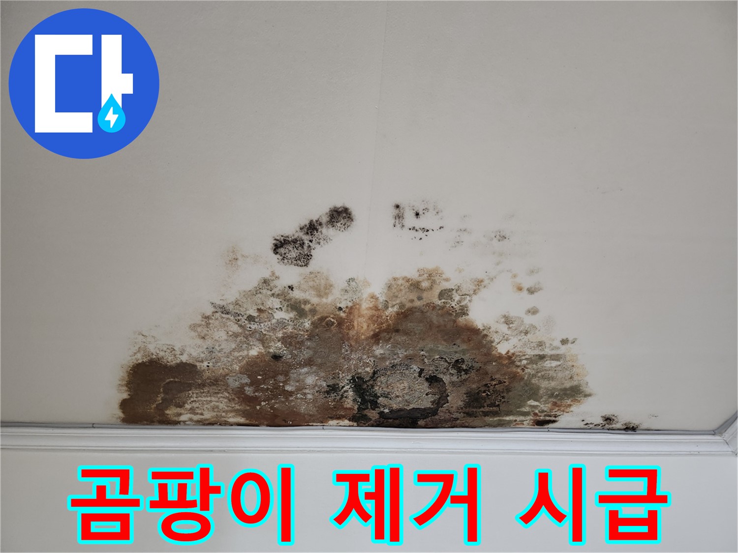 마포구 용강동 천장 누수 - 곰팡이 제거 긴급 필요