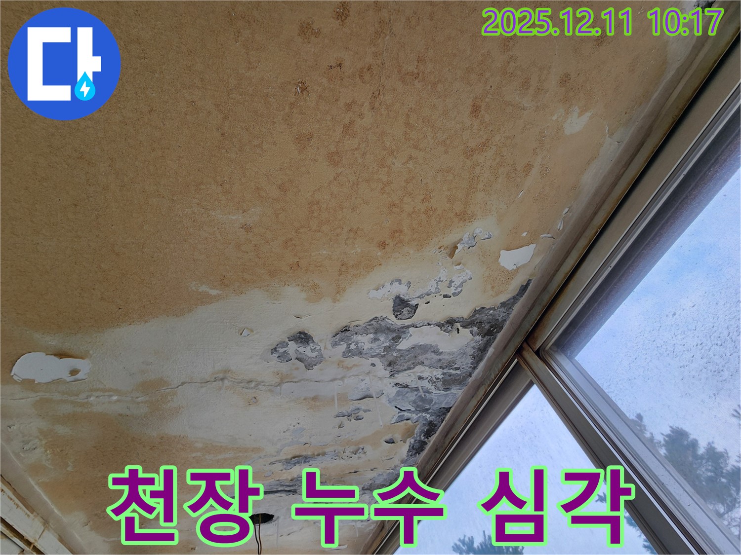심각한 천장 누수 - 곰팡이와 석고보드 손상으로 인한 피해 상황