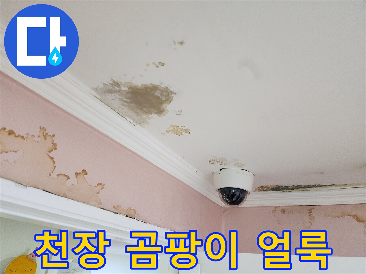 강남구 아파트-천장 벽지 곰팡이와 물자국 현상