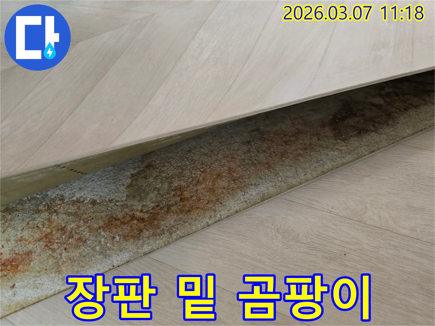 장판 아래에서-오랜 누수로 인해 발생한-심각한 곰팡이와 물자국이 보이는 사진