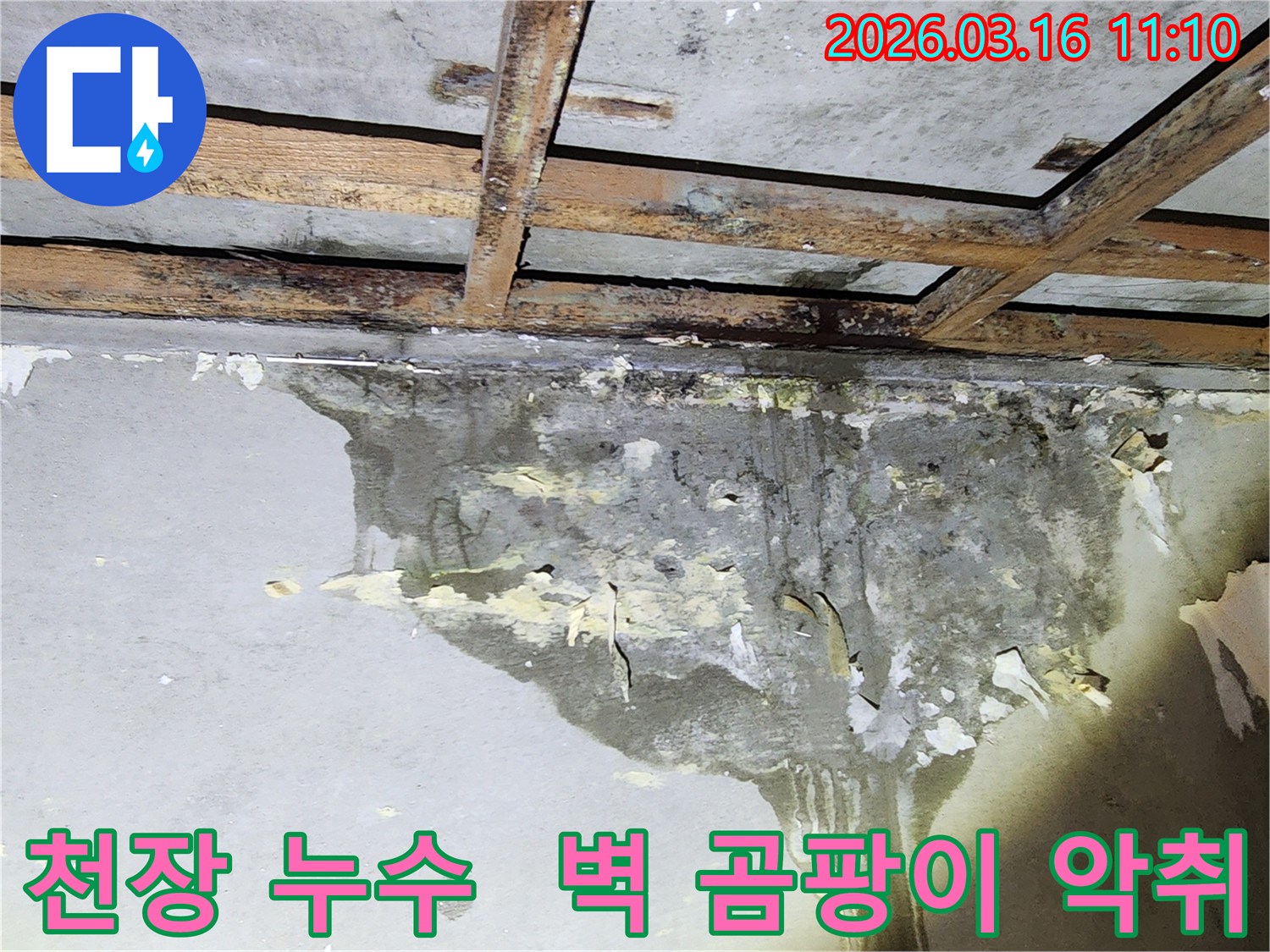 천장 누수로 인해 벽면이 젖고-심한 곰팡이와 함께 악취가 예상되는 현장