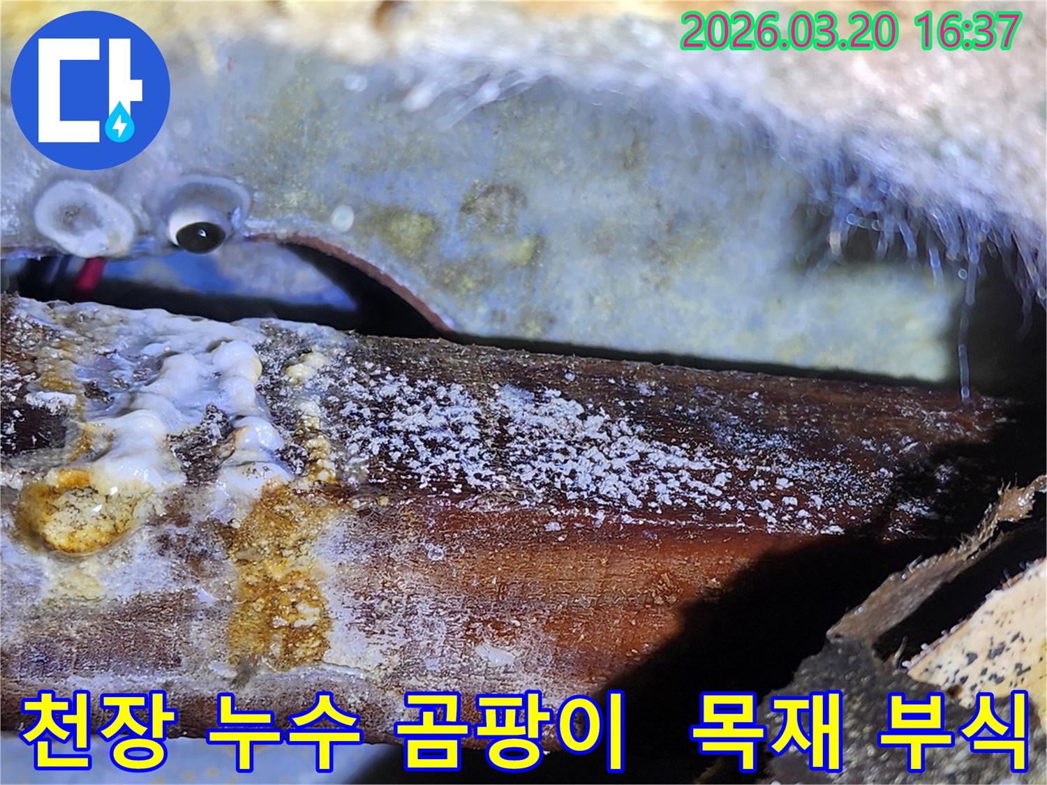 천장 누수로-목재에 발생한-하얀 곰팡이와-부식 흔적-누수 피해 현장-정밀 진단 중.