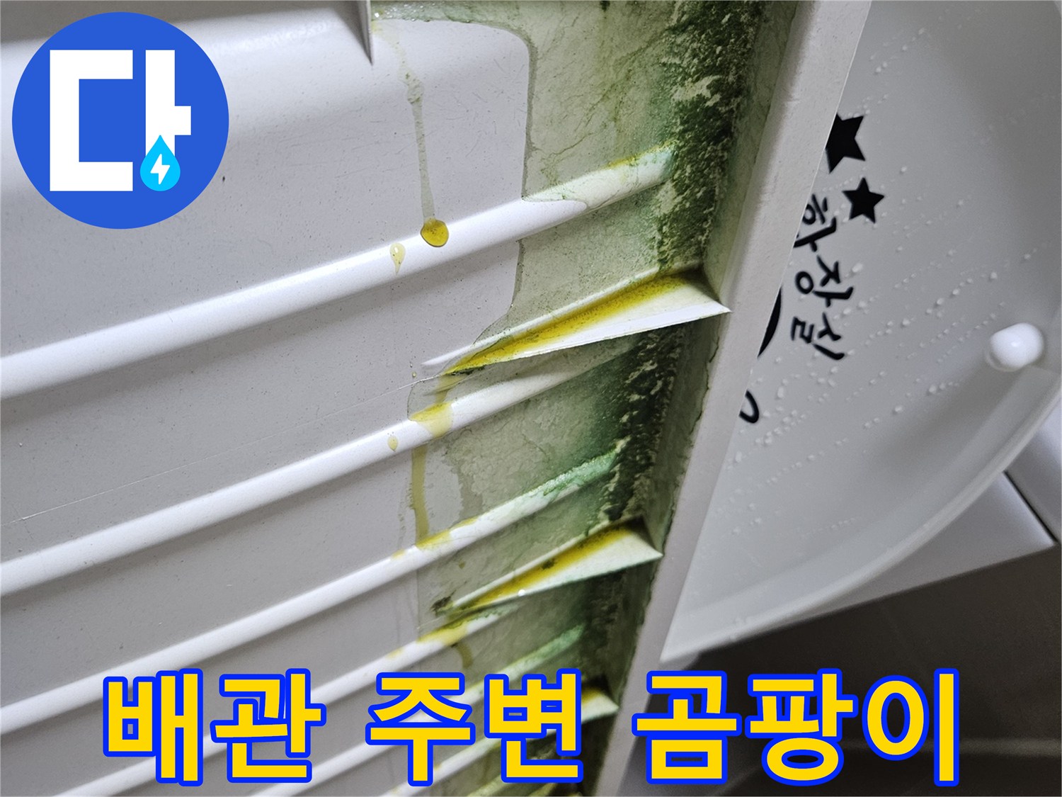 천장-내부-배관-주변의-녹색-곰팡이