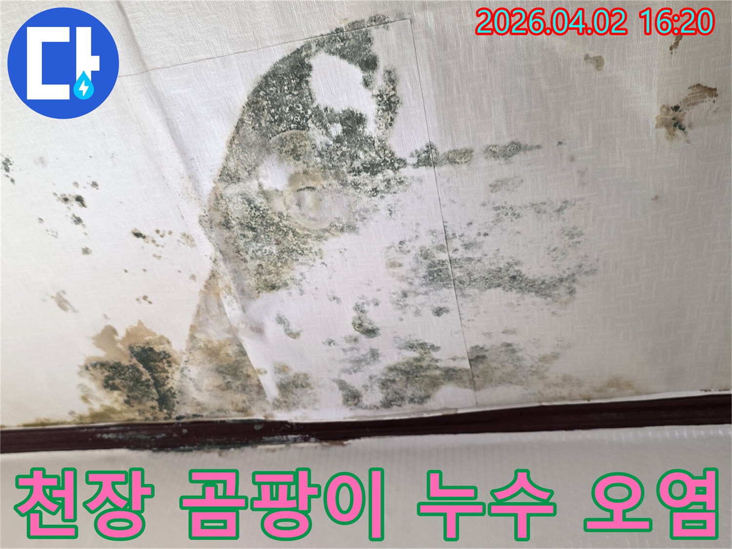 천장-전반에-걸쳐-확산된-누수-곰팡이와-물자국으로-인한-손상을-기록한-사진입니다