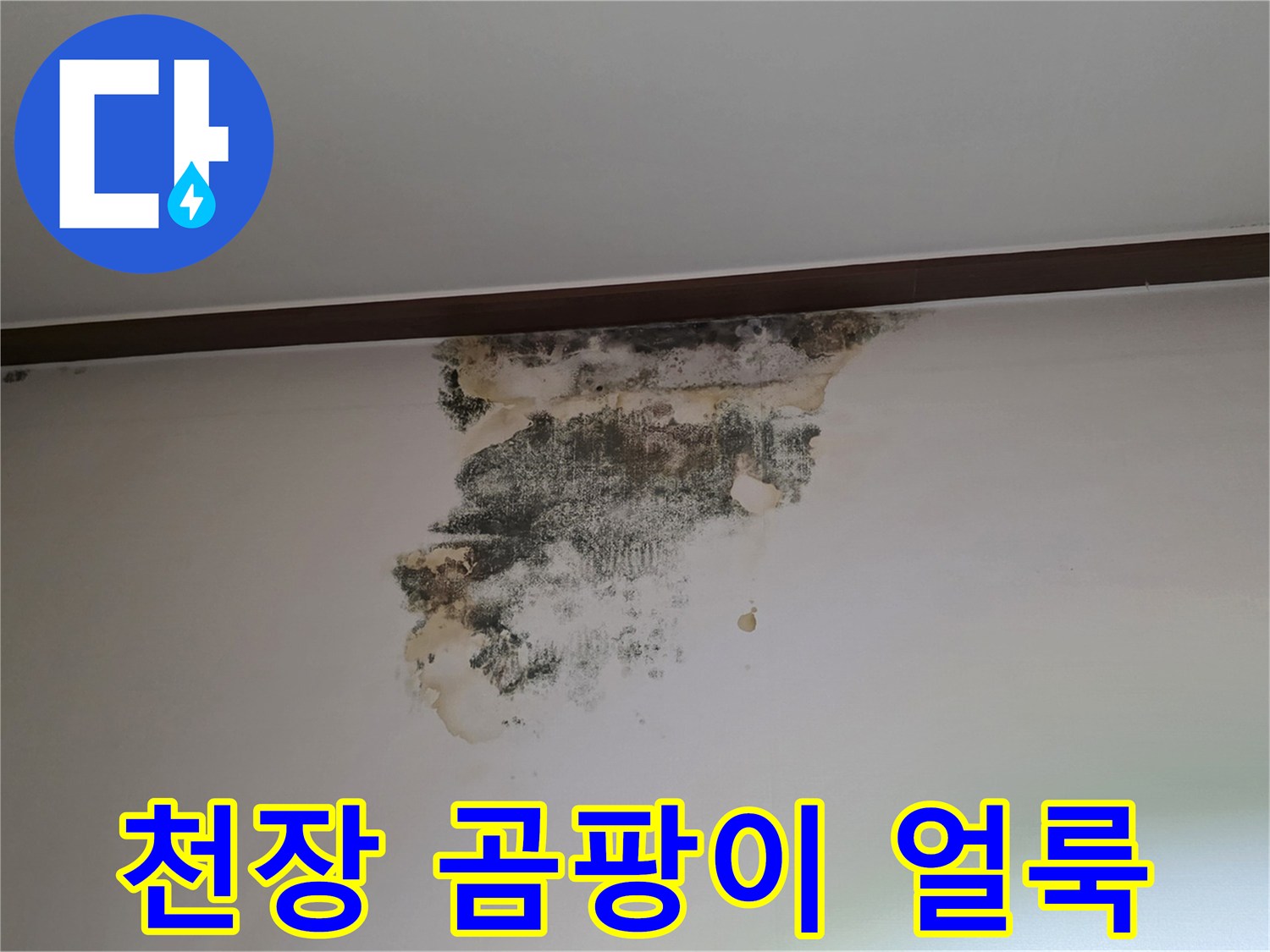성남 중원구 아랫집 천장 벽지에 발생한 검은 곰팡이와 물자국 현상
