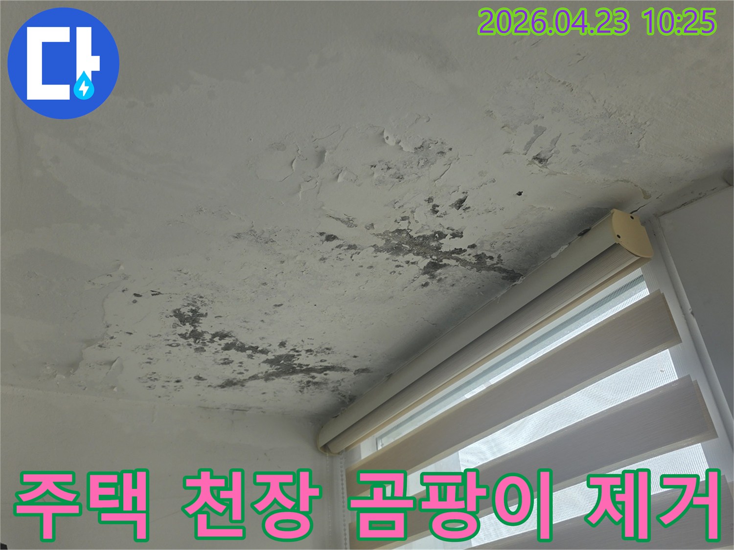 천장 모서리에서 시작된-누수로 인한 심각한 곰팡이와-도배지 손상이 명확히 보이는 현장