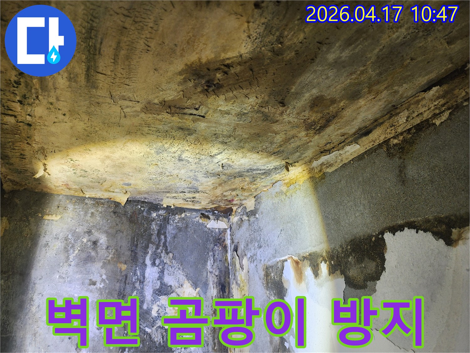 누수로 인해-벽면 전체에 심각하게 번진-곰팡이와 벽지 손상 현장