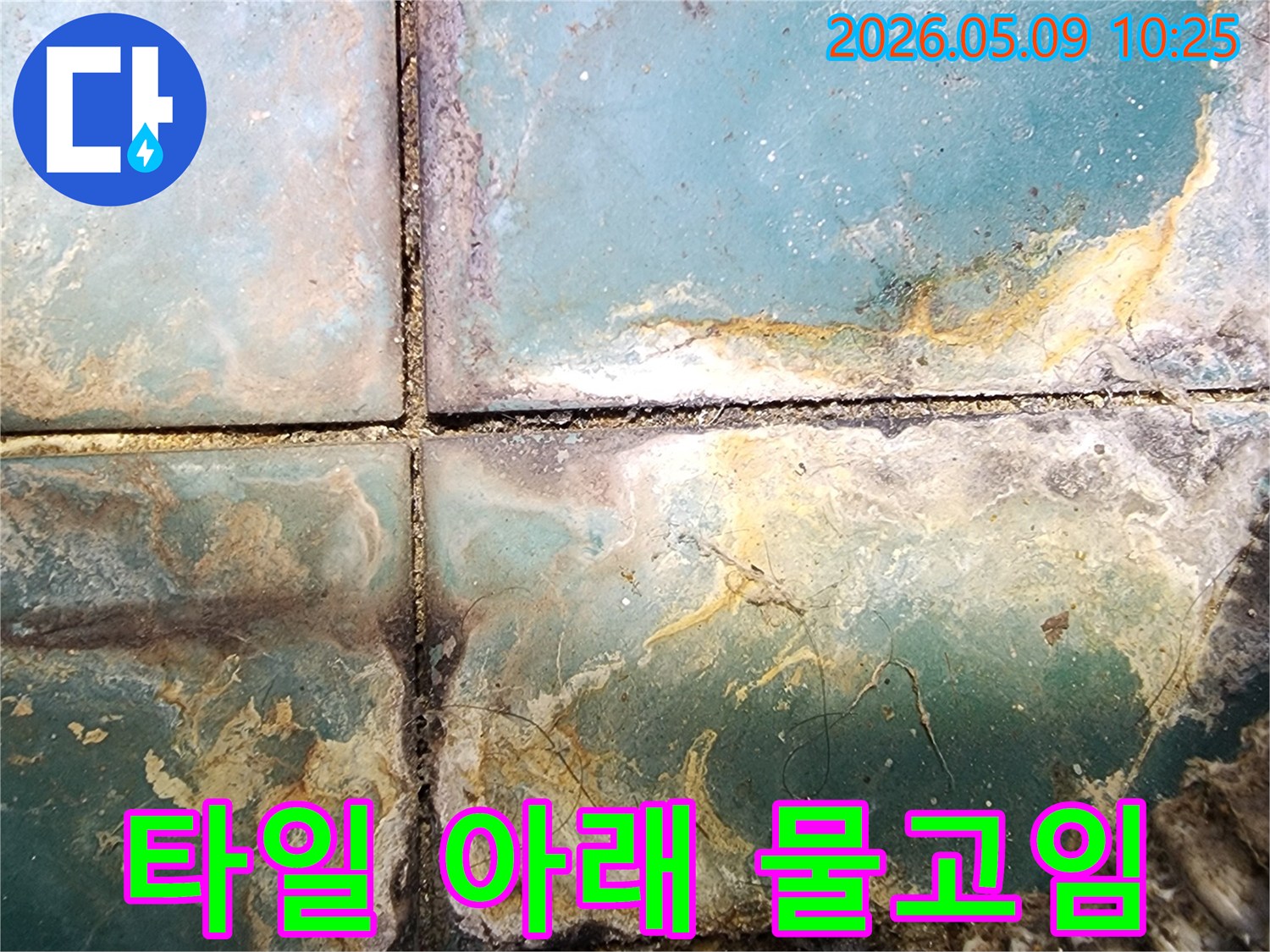 화장실 타일 아래 물 고임으로 인해 발생한 심각한 변색과 오염-누수로 인한 구조적 손상이 우려되는 현장