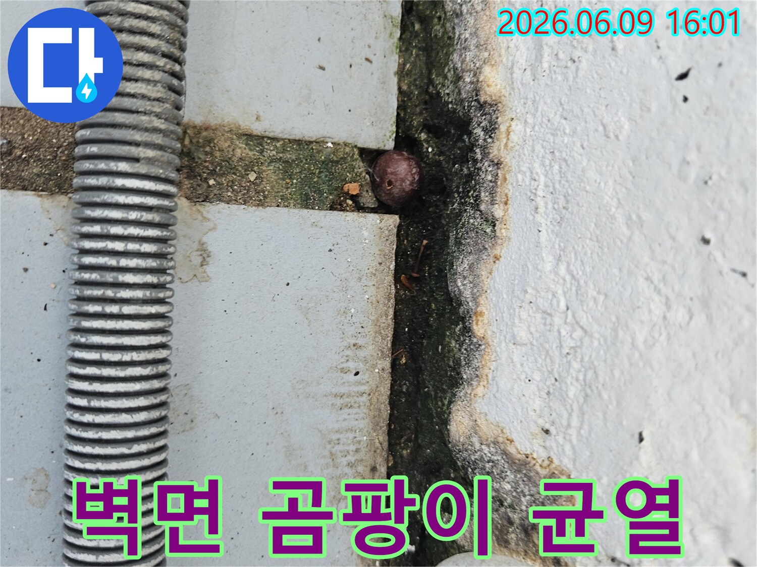 벽면 하단에 넓게 퍼진 곰팡이와-균열-그리고 틈새의 작은 이물질을 보여주는 누수 현장 이미지