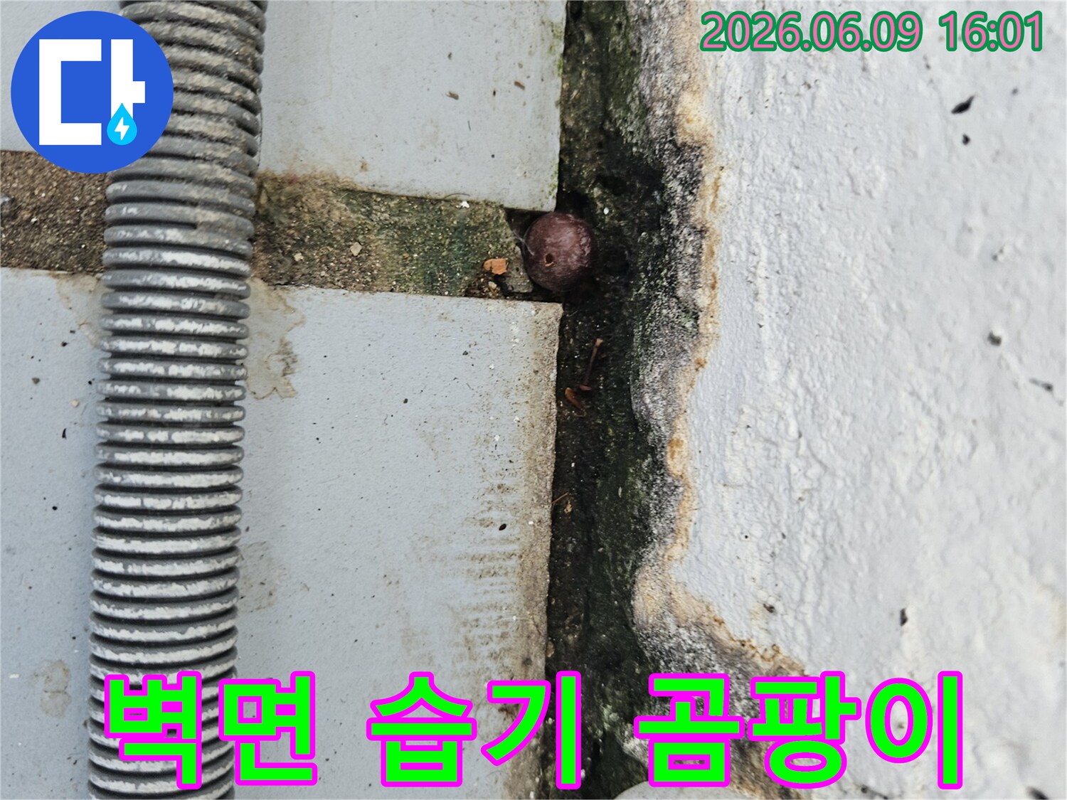 벽면 하단에 넓게 퍼진 곰팡이와-습기 흔적-그리고 균열 틈새의 이물질을 보여주는 누수 현장 이미지
