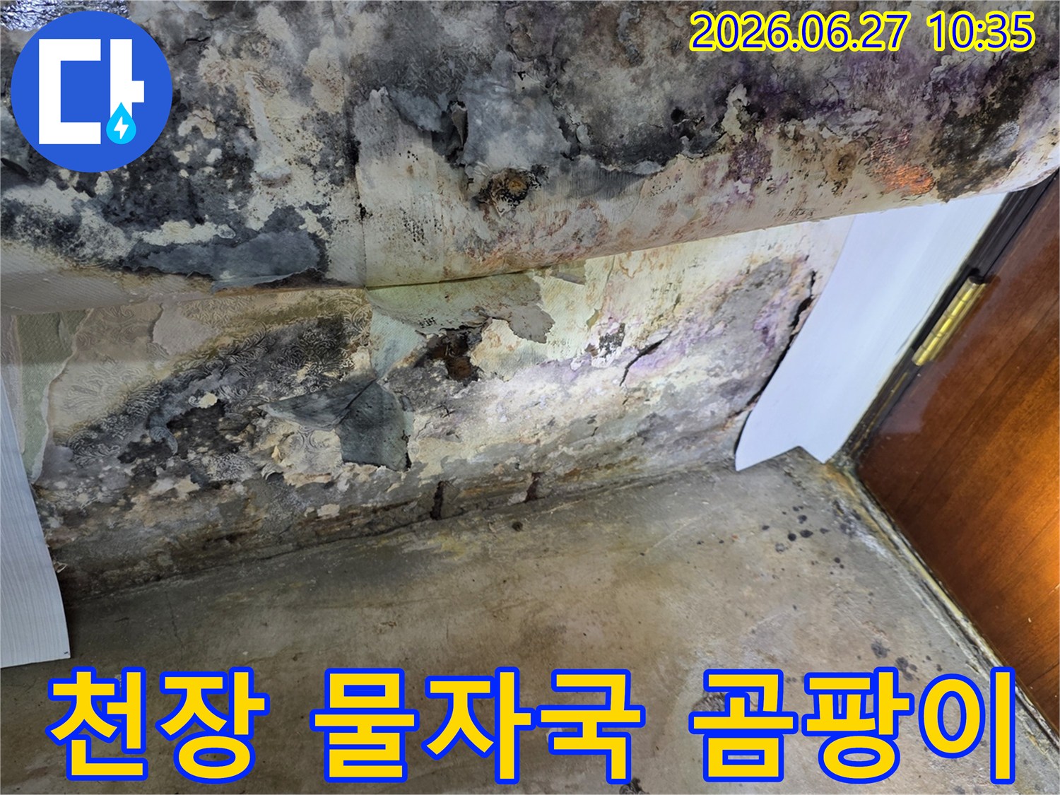 누수로 인해 천장 벽지가 심하게 벗겨지고-검은 곰팡이가 광범위하게 퍼져있는 모습입니다