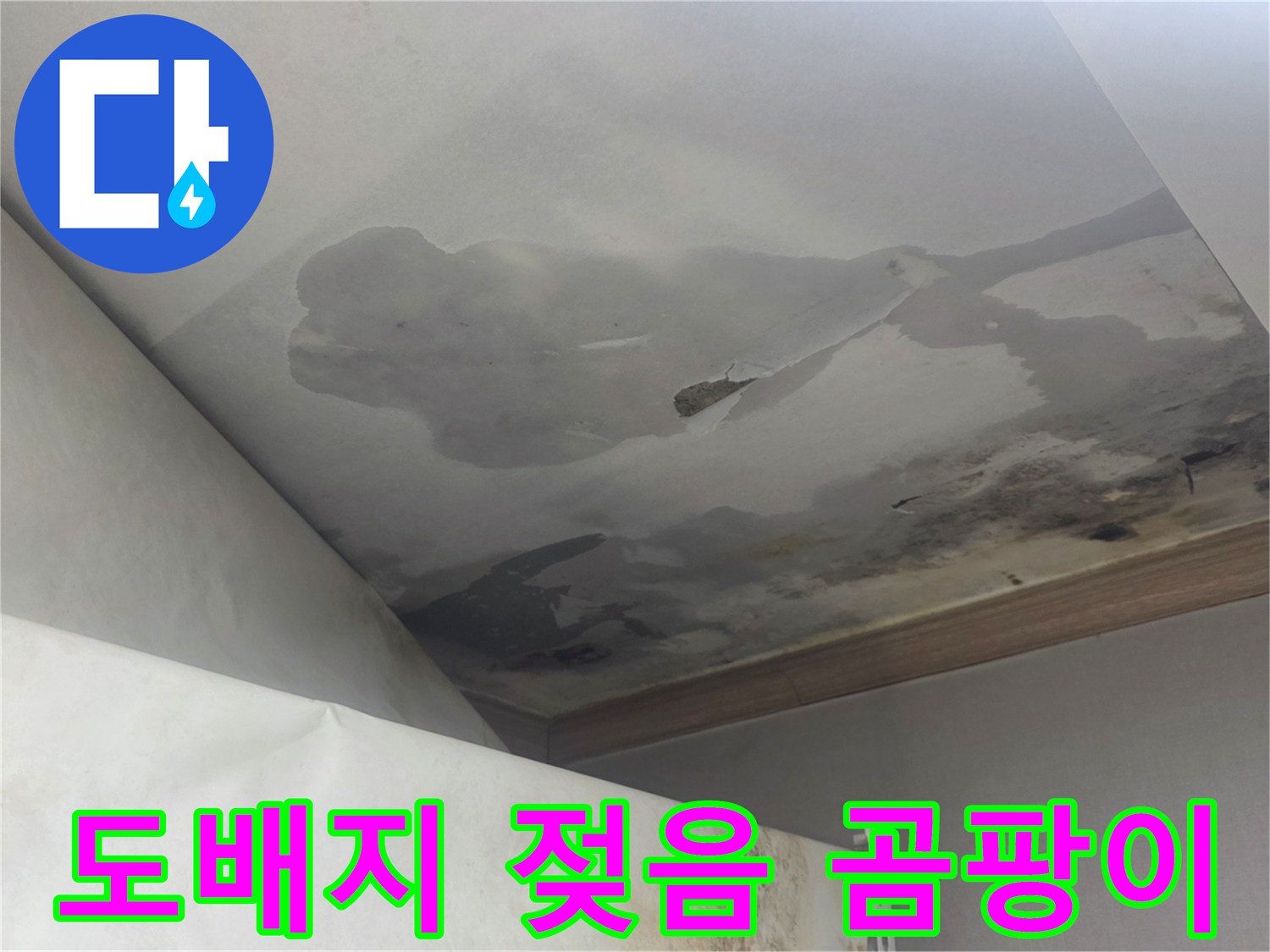 천장 도배지가 물에 젖어 얼룩지고-검은 곰팡이가 피어있는 것은-장기간 누수가 진행되었음을 나타냅니다.