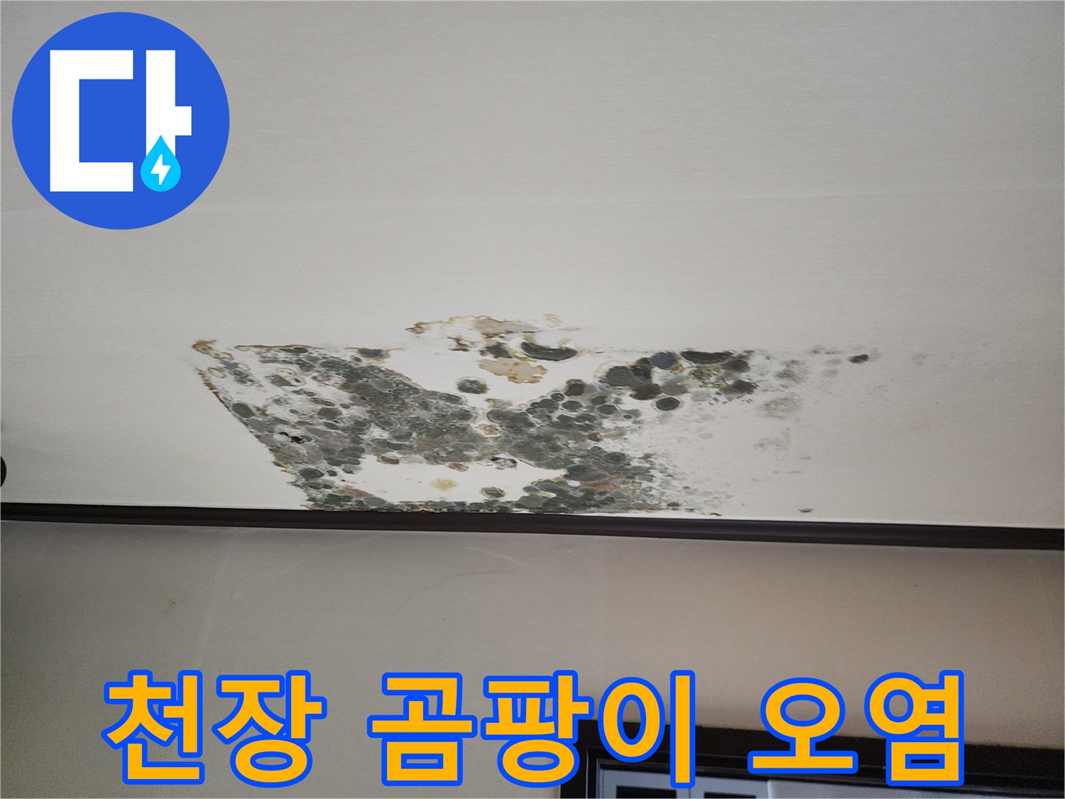 천장 마감재에 나타난 광범위한 누수 얼룩과 곰팡이