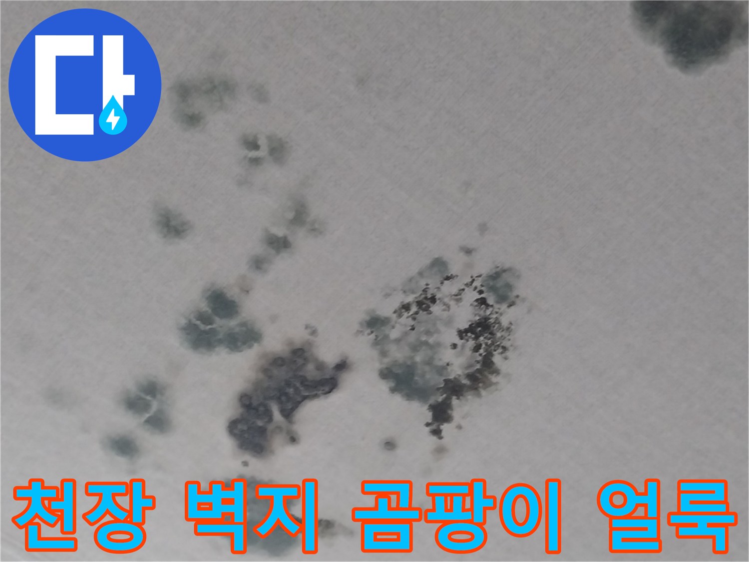 벽지 표면에 넓게 퍼진 검은 곰팡이와 물에 젖은 흔적들