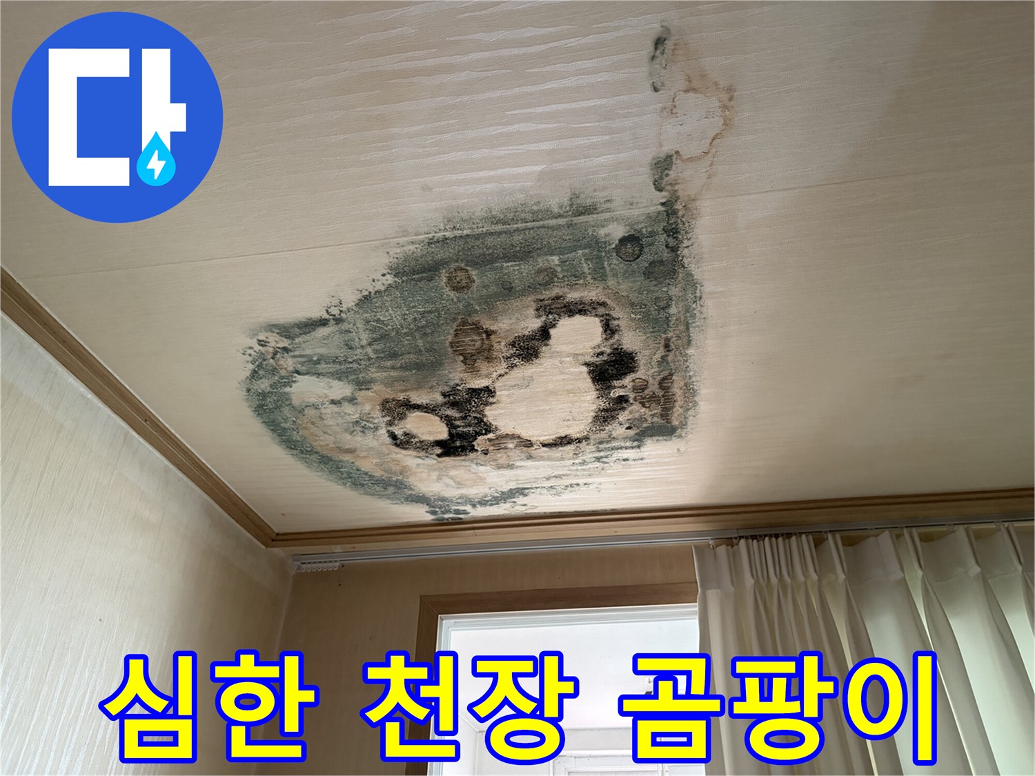 천장 벽지 곳곳에 나타난 검은색 곰팡이와 물얼룩
