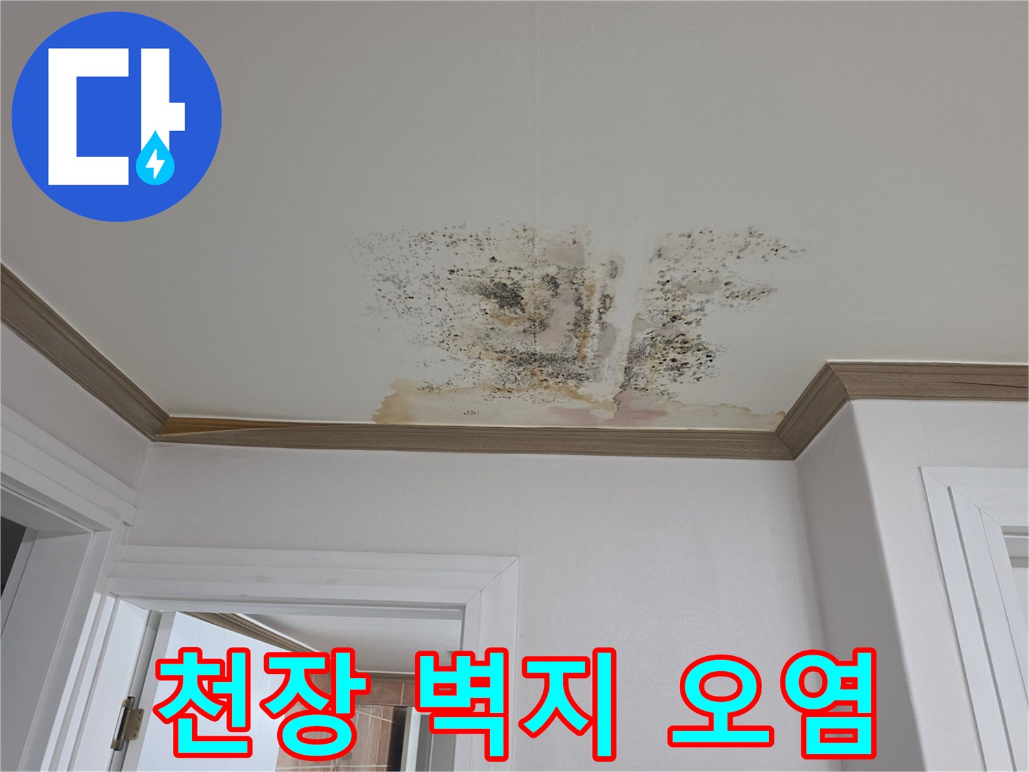 누수로 인해 곰팡이가 발생한 천장 몰딩 부근의 모습