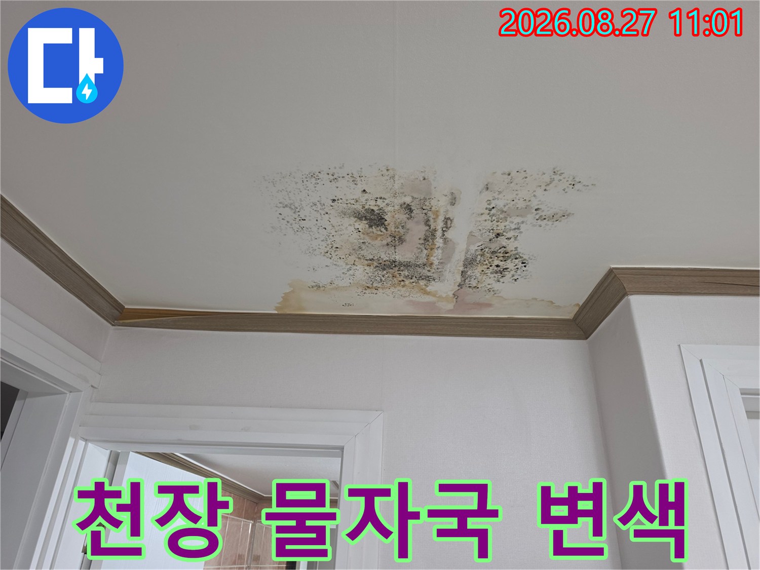 천장 몰딩 아래로 번진 누수 얼룩과 곰팡이 부위