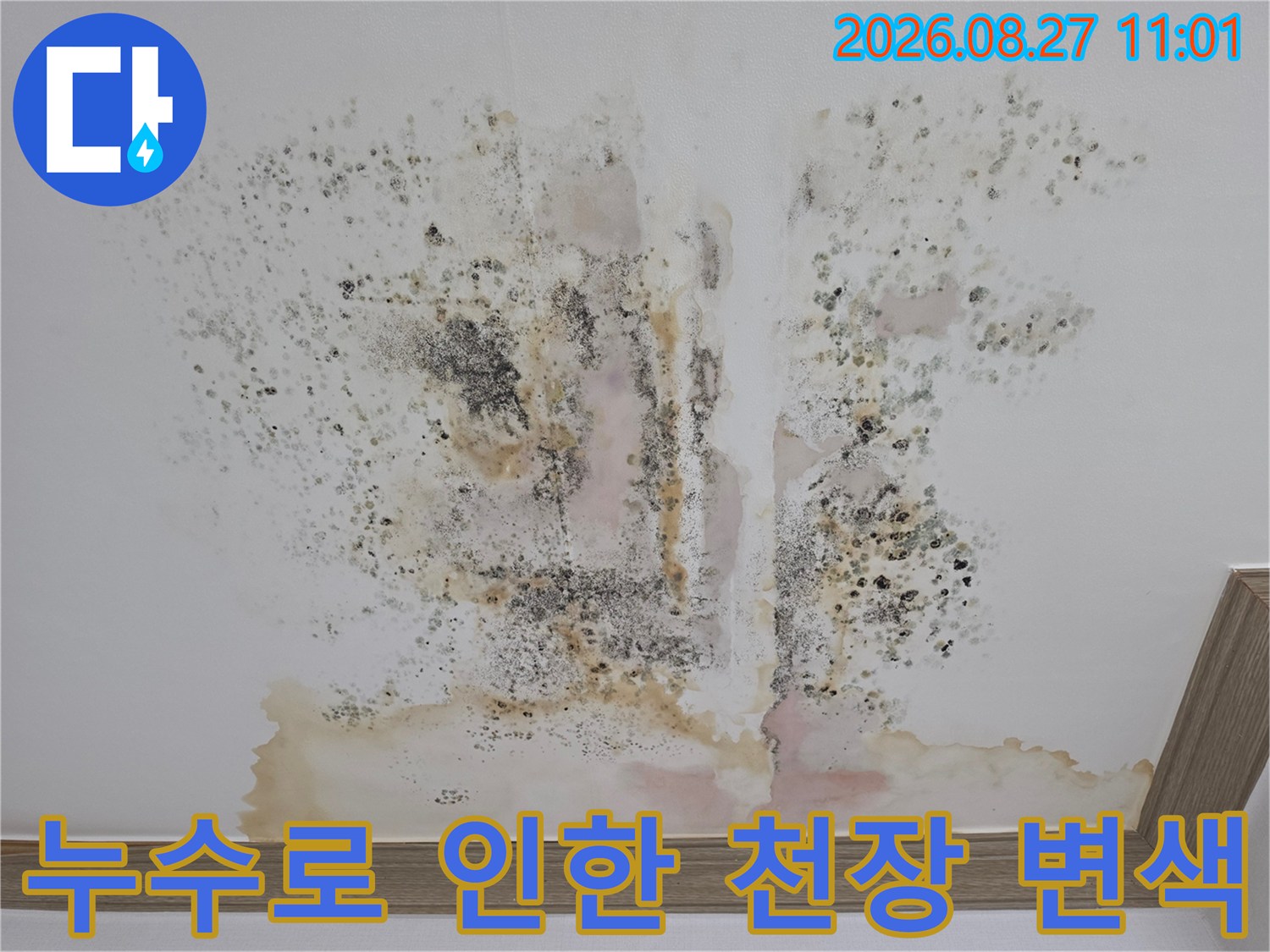 천장 벽지가 물에 젖어 발생한 황색 얼룩과 곰팡이 분포