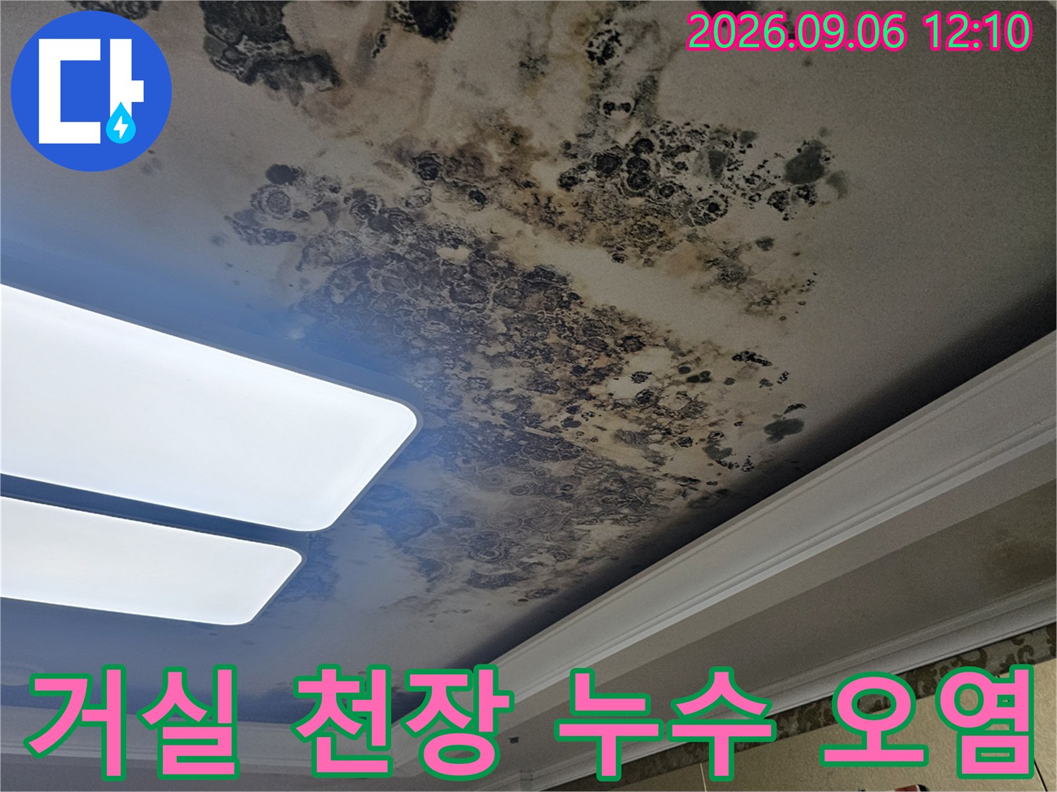 심하게 변색된 거실 천장 벽지와 곰팡이 번식 상태를 보여주는 사진