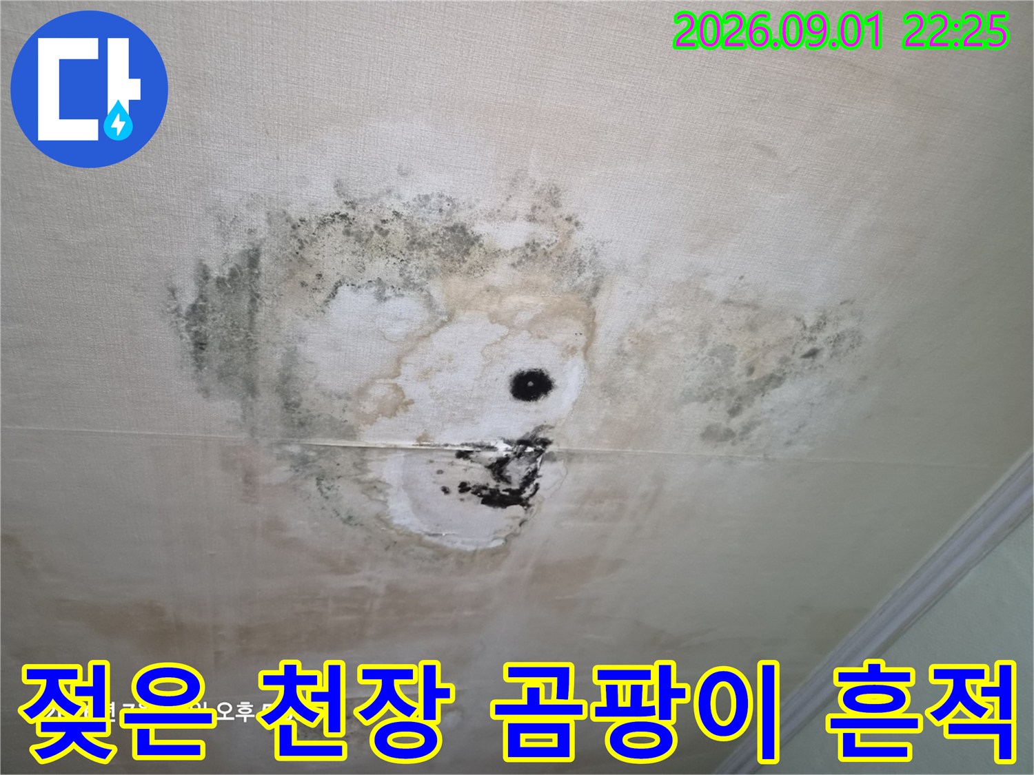 거실 천장 누수 - 넓게 퍼진 습기 얼룩과 검은 곰팡이 발생 부위입니다.