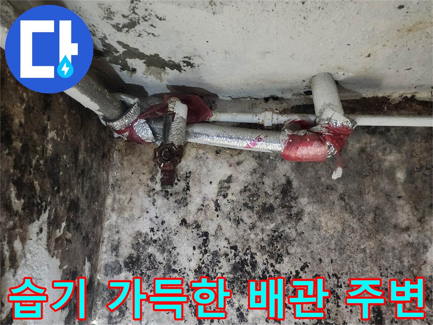 곰팡이가 발생한 지하 벽면과 노출된 금속 배관의 모습