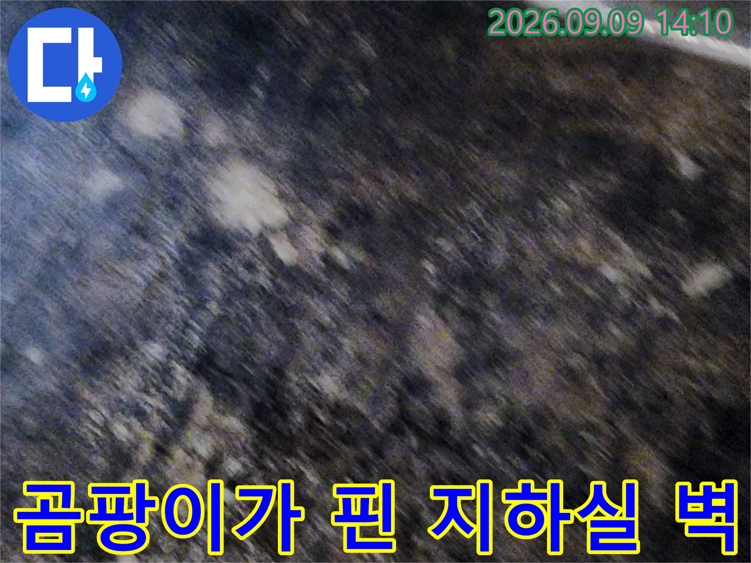 누수로 인해 곰팡이가 심하게 발생한 지하실 내부의 모습입니다.