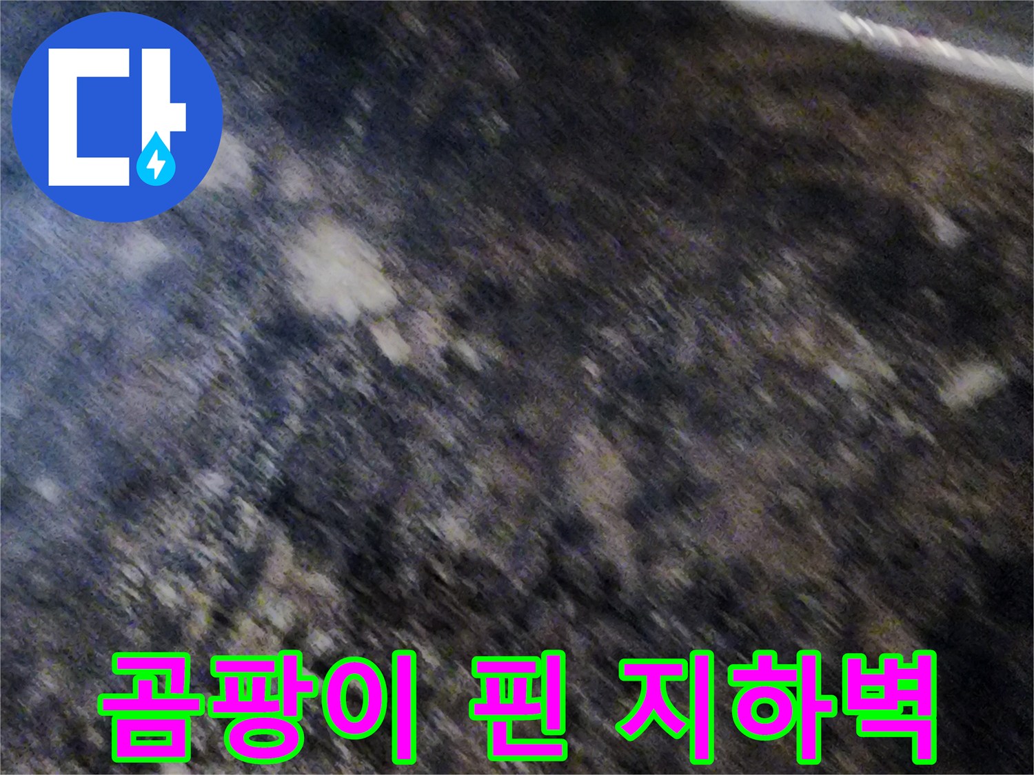 서초구 염곡 누수-곰팡이로 오염된 지하실 내부 벽면