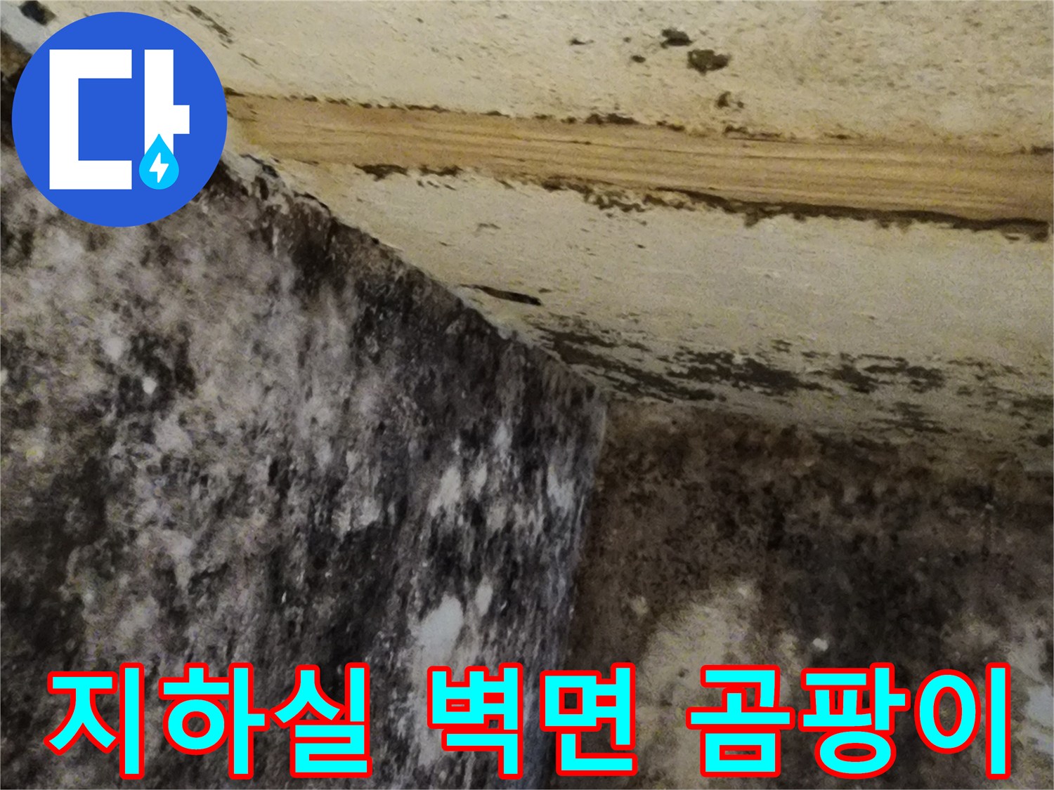 서초구 염곡동 지하 공간의 벽면과 바닥에 퍼진 곰팡이 상태