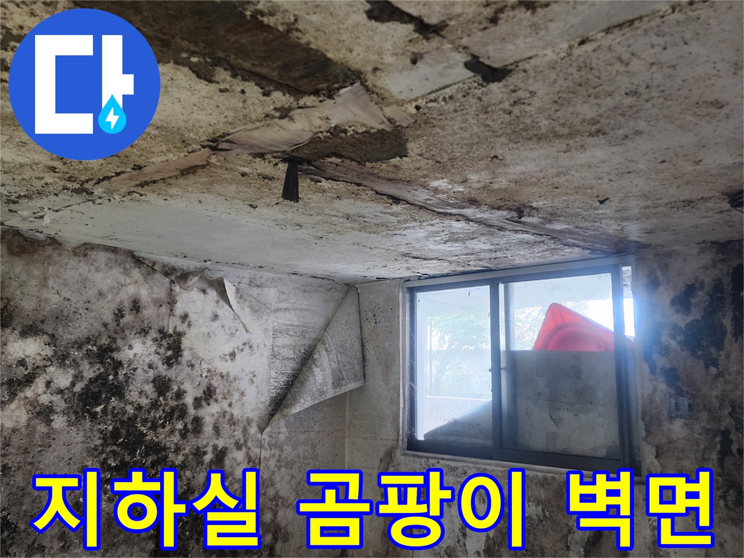서초구 염곡동 지하실-벽면에 발생한 광범건한 곰팡이와 습기 상태