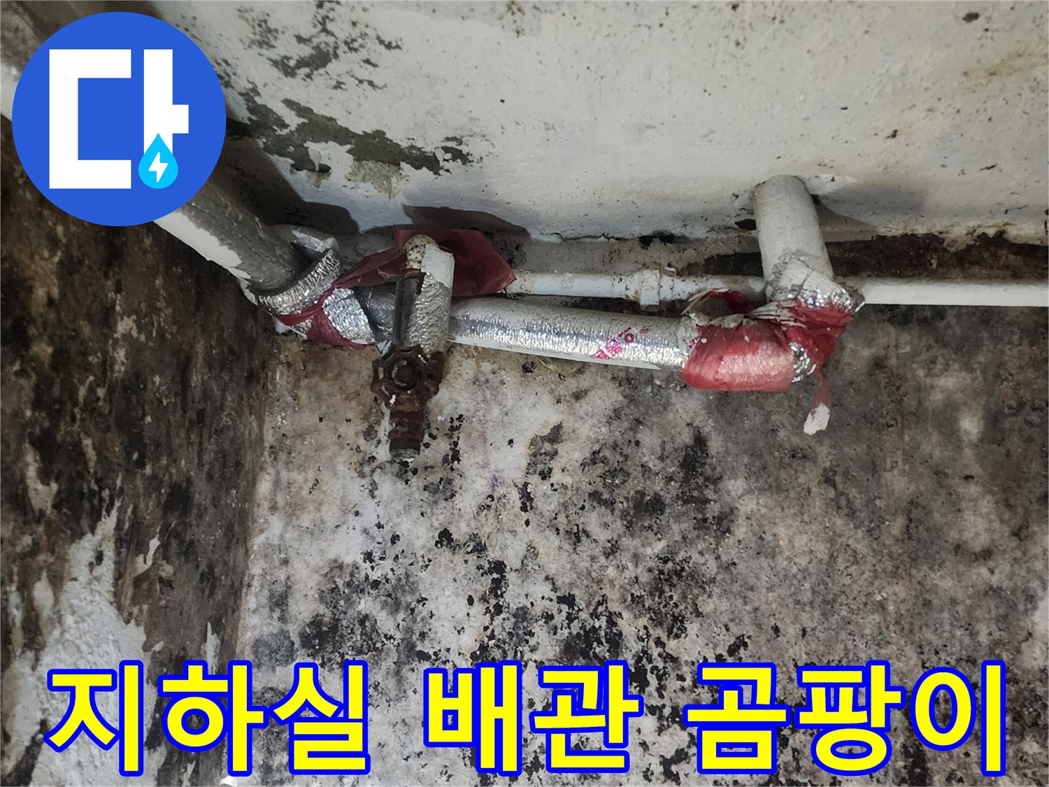 서초구 염곡동-지하실 벽면에 번진 곰팡이와 노출된 배관 상태