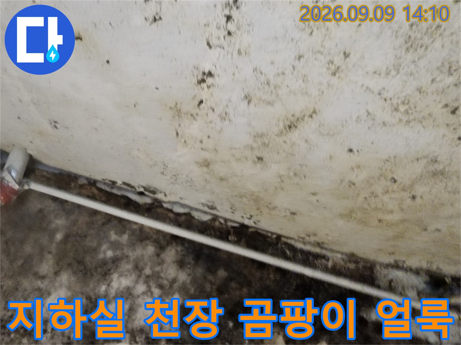 서초구 염곡동 지하실-천장 벽면에 발생한 심한 곰팡이와 누수 흔적 사진