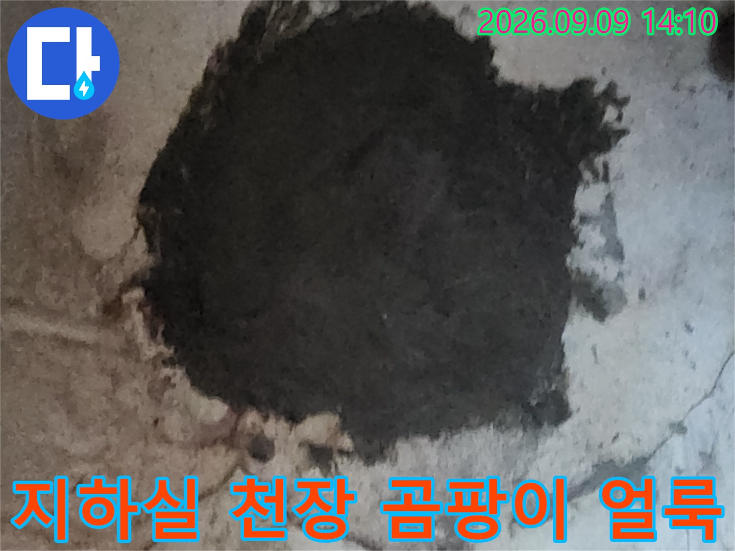서초구 염곡동 지하실 천장의 심한 곰팡이와 습기 흔적