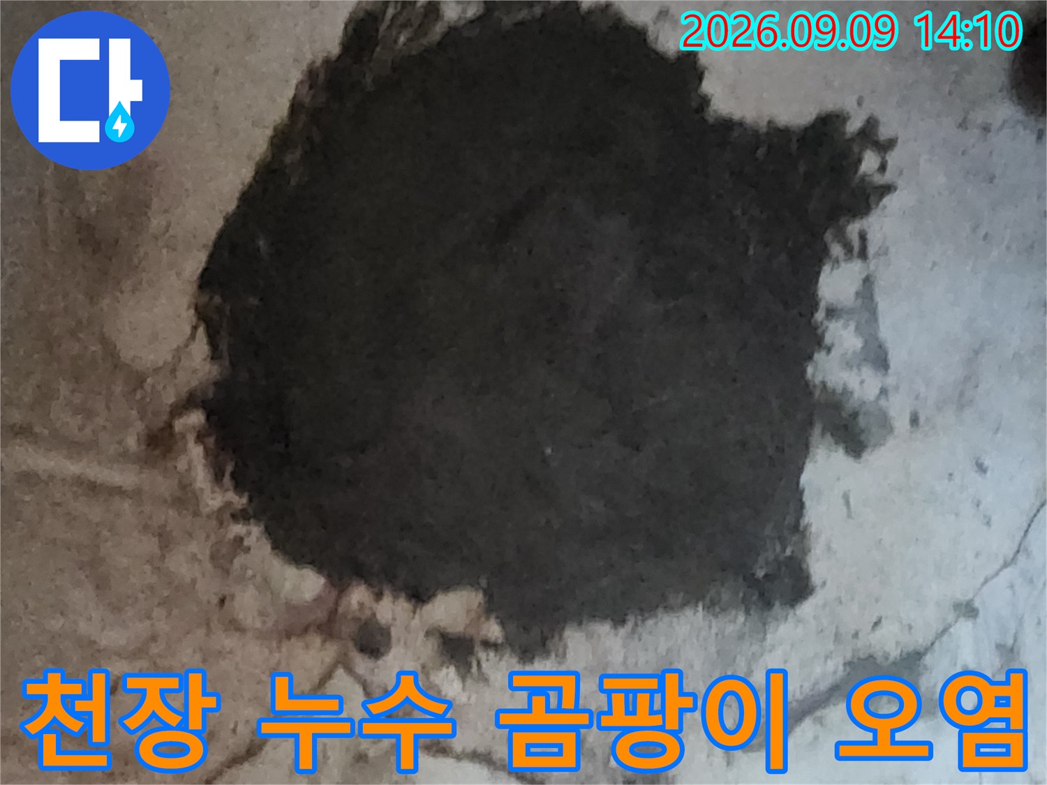 습기로 인해 검게 변한-지하실 천장 마감재와 균열 부위